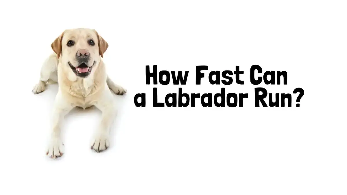 how fast are labradors