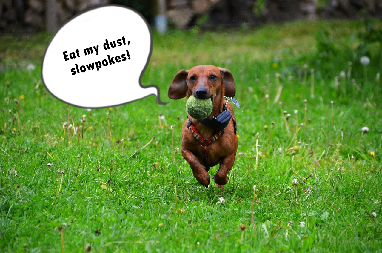 Wiener Dog Racing How fast can a Dachshund run? Doggo