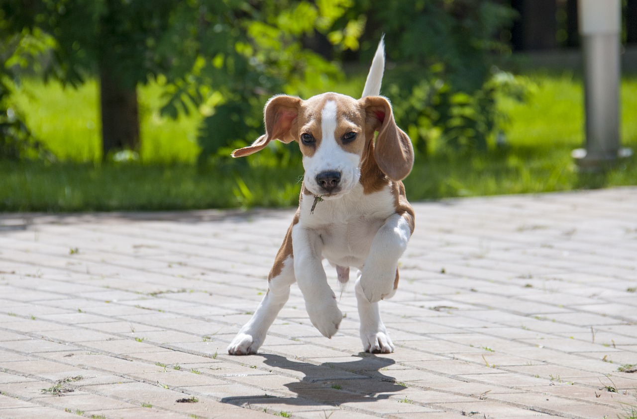 doggosports beagle agility