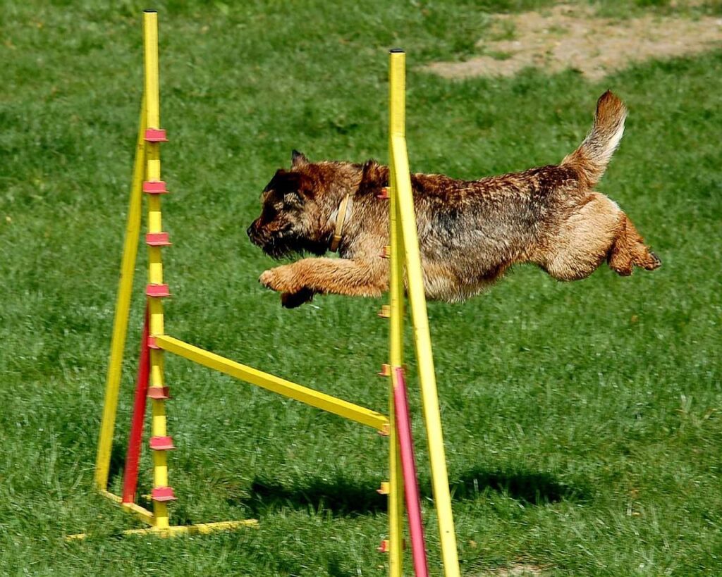 how high will my dog have to jump in agility