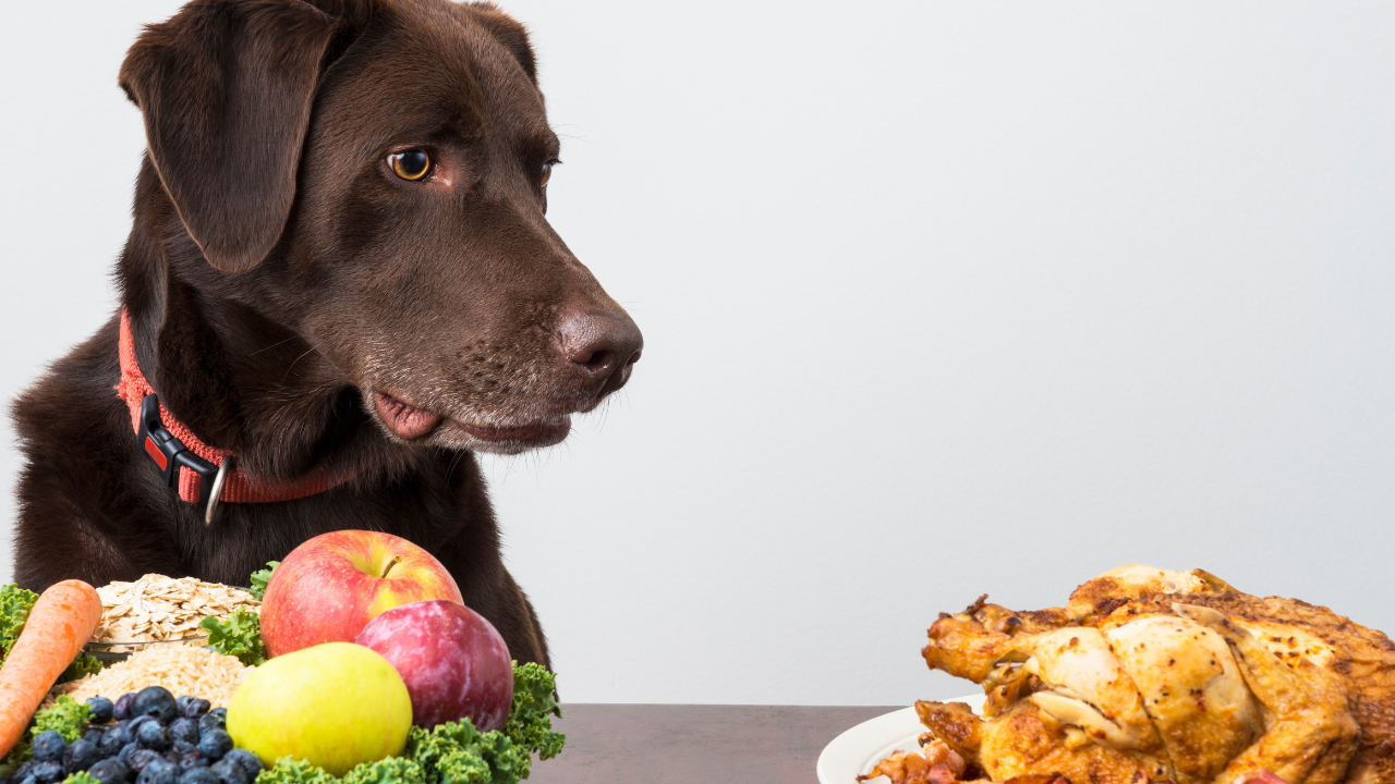 can-dogs-eat-plant-based-food-diet