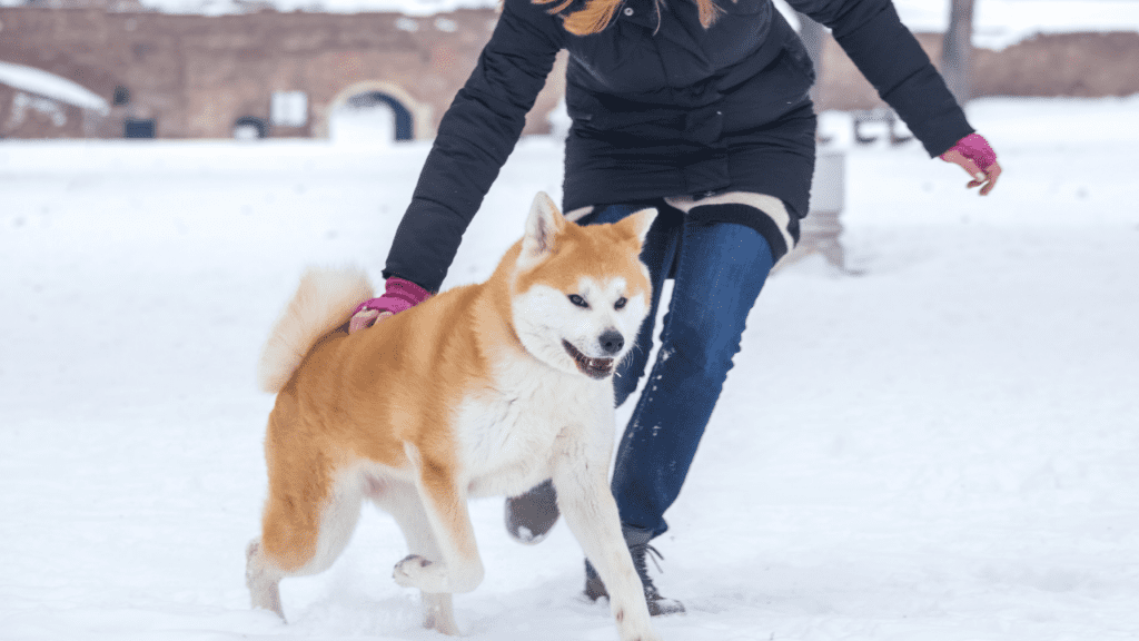 Fast Dogs | How fast can an Akita run