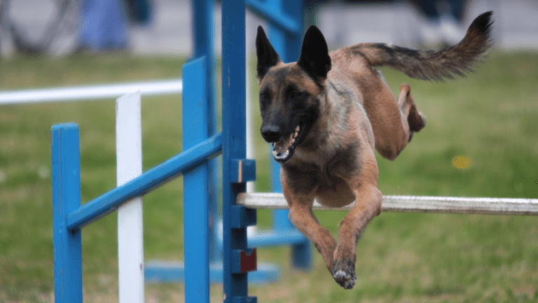 5 Best Sports for the Belgian Malinois