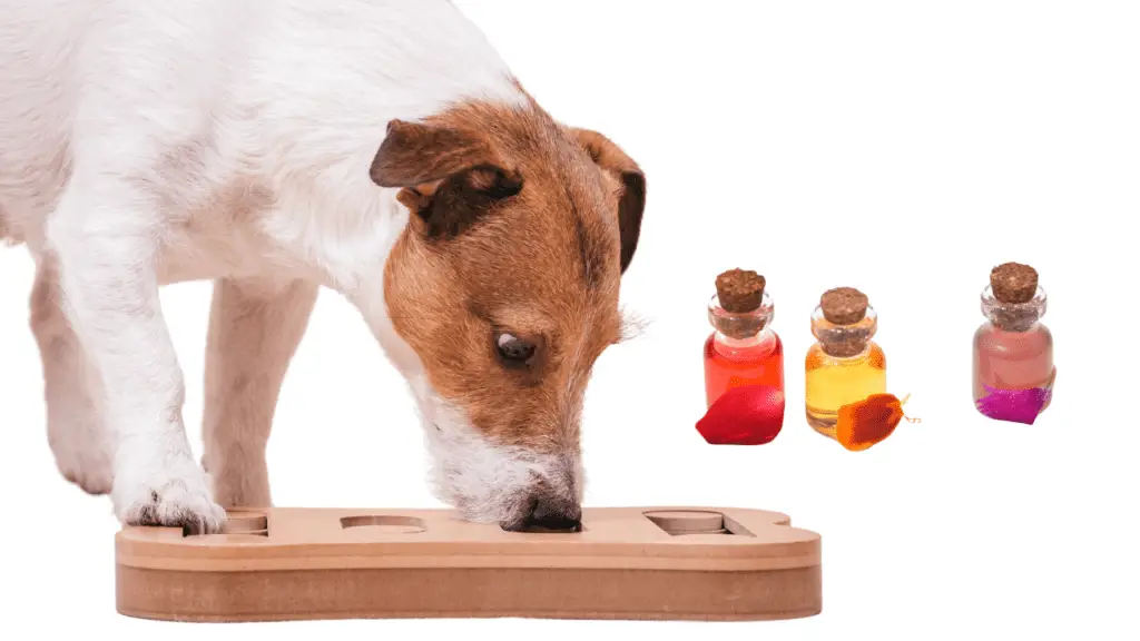 What Types of Scent to Use for Dog Scent Work Training?
