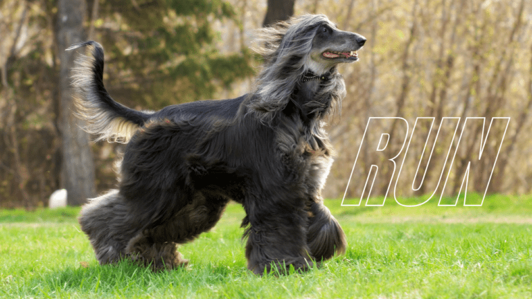 How Fast Can the Afghan Hound Run?
