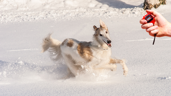 are borzoi the most intelligent dogs