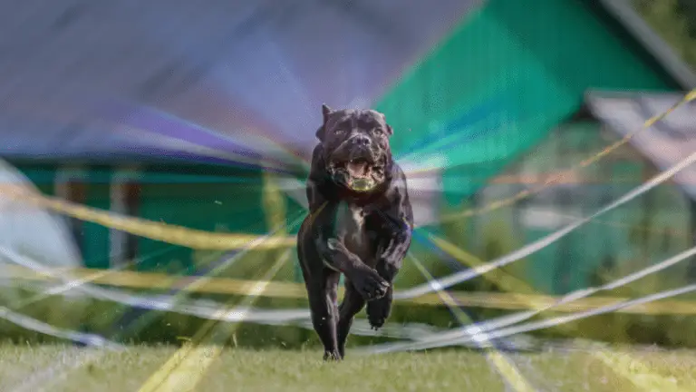 How Fast Can the Cane Corso Run?