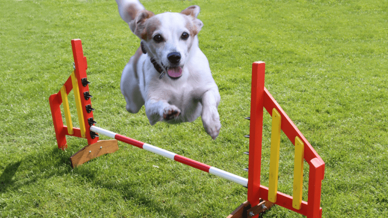 How To Train For Jack Russell Terrier Hurdle Racing