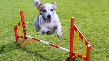 how to train a jack russell terrier