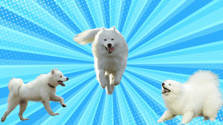 How Fast Can the Samoyed Run?