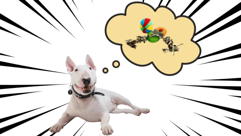 How Fast Can the Bull Terrier Run?