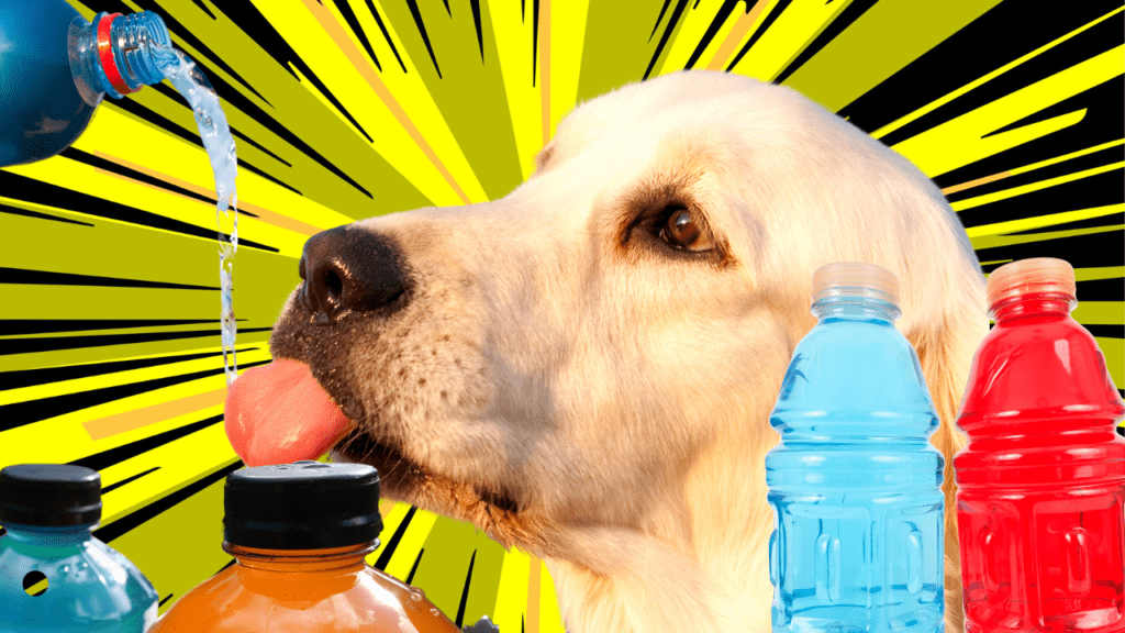 can dogs drink sports drinks