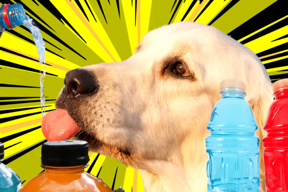can dogs drink sports drinks