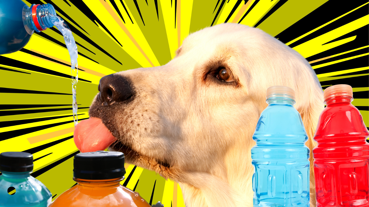 can you give gatorade to a dog